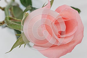 Beautiful pink roses soft