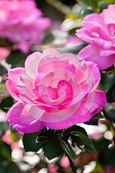 Beautiful pink roses in summer garden