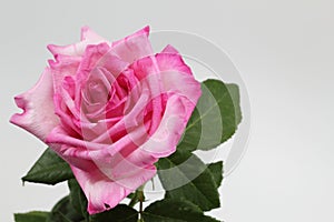 Beautiful pink roses in vintage style on background