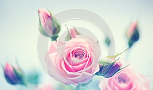 Beautiful pink roses. Vintage styled card