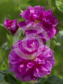 Beautiful pink rugosa rose