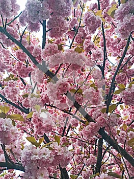 Beautiful pink sakura blossom in springtime