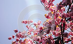 Beautiful pink sakura blossom in sunny day on blue sky