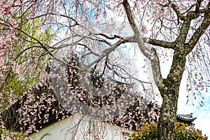 Beautiful pink sakura, cherry blossom tree