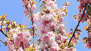 Beautiful pink sakura flowers against spring blue sky