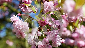 Beautiful pink sakura flowers branches on the blue sky background