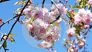 Beautiful pink sakura flowers branches on the blue sky background