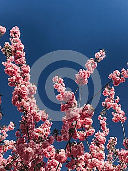 Beautiful pink sakura flowers on branches in blue sky, copy space. Cherry tree blossoms on sky in sunny garden. Hello spring.