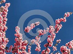 Beautiful pink sakura flowers on branches in blue sky, copy space. Cherry tree blossoms on sky in sunny garden. Hello spring.