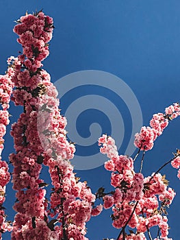 Beautiful pink sakura flowers on branches in blue sky, copy space. Cherry tree blossoms on sky in sunny garden. Hello spring.