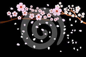 Full bloom cherry blossoms and blowing/flying petals isolated on black background. Vector illustration, EPS10.