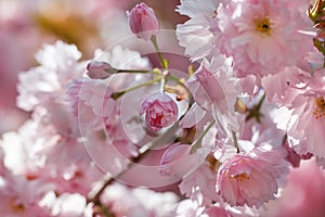 Beautiful Pink Sakura flowers, cherry blossom during springtime against blue sky. Cherry with pink double flowers and green leaves