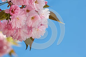 Beautiful Pink Sakura flowers, cherry blossom during springtime against blue sky. Cherry with pink double flowers and green leaves