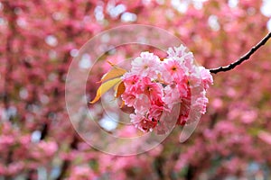 Beautiful pink sakura flowers, Japanese cherry blossoms, bloomed in spring on Women s Mother s Day. Pink natural love sakura