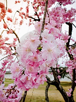 Beautiful Pink Sakura full blooming at the season, Osaka, Japan