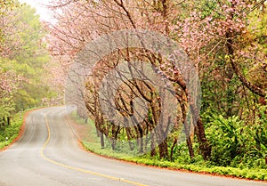 Beautiful pink sakura landscape view on road.