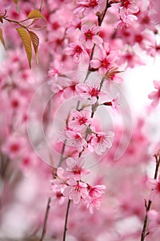 Beautiful pink sakura in winter season.