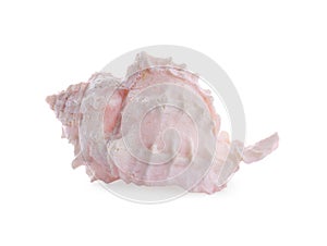 Beautiful pink sea shell isolated