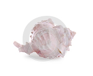 Beautiful pink sea shell isolated