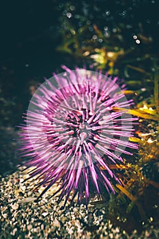 a beautiful pink sea urchin lies in the shallow water