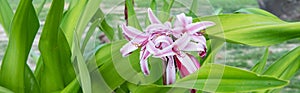 Beautiful pink Seychelles lily flower in bloom in the garden.