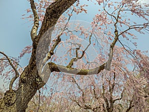 Beautiful pink ShidarezakuraWeeping Cherry blossoms in Hirosaki Park,Aomori,Tohoku,Japan.