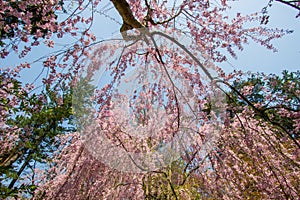 Beautiful pink ShidarezakuraWeeping Cherry blossoms in Hirosaki Park,Aomori,Tohoku,Japan.
