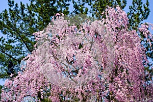 Beautiful pink ShidarezakuraWeeping Cherry blossoms in Hirosaki Park,Aomori,Tohoku,Japan.