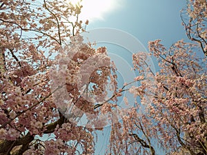 Beautiful pink ShidarezakuraWeeping Cherry blossoms in Hirosaki Park,Aomori,Tohoku,Japan.