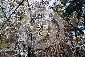 Beautiful pink ShidarezakuraWeeping Cherry blossoms in Hirosaki Park,Aomori,Tohoku,Japan