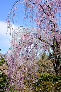 Beautiful pink ShidarezakuraWeeping Cherry blossoms in Hirosaki Park,Aomori,Tohoku,Japan