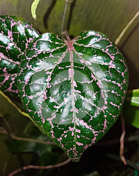 Beautiful pink and shiny green leaf of Piper Ornatum, a rare tropical plant photo