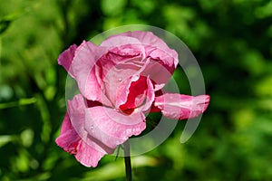 Beautiful pink Shocking Blue rose (KORblue) in natural sunlight on evergreen background. Purple floribunda rose