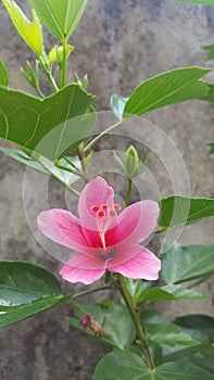 Beautiful Pink Shoe Flower With Green Leaves