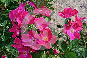 A beautiful pink shrub rose enjoys the spring sunshine.