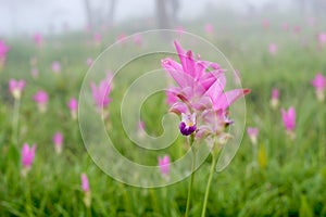 Beautiful pink siam tulip flower