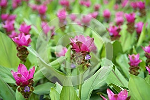 beautiful pink siam tulip flower in nature