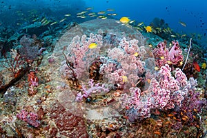 Beautiful pink soft coral on pinnacle rock in Andaman Sea