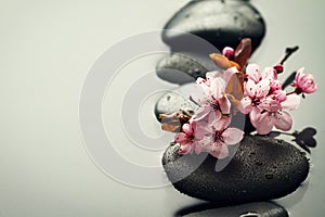Beautiful pink Spa Flowers on Spa Hot Stones on Water Wet Background. Side Composition. Copy Space. Spa Concept. Dark Background.