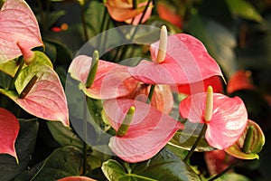 Beautiful pink spadix flower