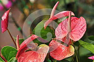 Beautiful pink spadix flower