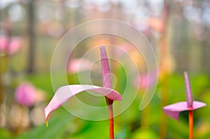 Beautiful pink spadix flower