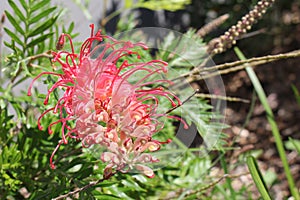 Beautiful Pink Spider Flower, Australian Native Flower in bloom
