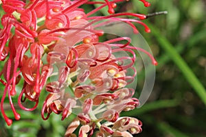 Beautiful Pink Spider Flower, Australian Native Flower in bloom