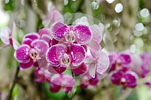 Beautiful pink spotted orchid
