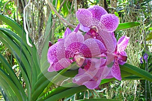 Beautiful pink spotted orchid flowers in the garden surrounded by greenery