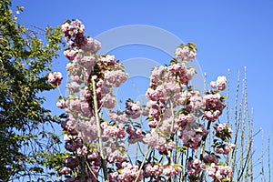 Beautiful pink spring blossom