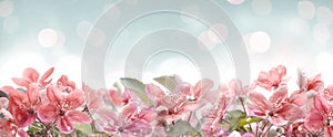 Beautiful pink spring blossom frame on bokeh background. Garden with flower blooming on blue sky. Floral border design