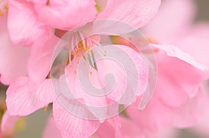 Beautiful pink spring cherry blossoms in soft focus. nature, flowers, background