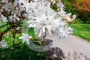 Beautiful pink spring flowers magnolia on a tree branch